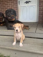 Pumpkin, a female American Pit Bull Terrier for sale in Hanover, PA – 5 of 6