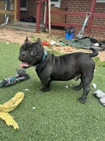 Biggie, a male American Bully for sale in Hanover, PA – 8 of 9