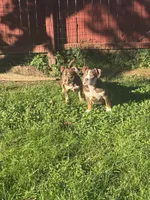 Butters, a female American Bully for sale in Hanover, PA – 3 of 6