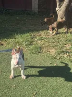 Mochi, a female American Bully for sale in Hanover, PA – 3 of 7