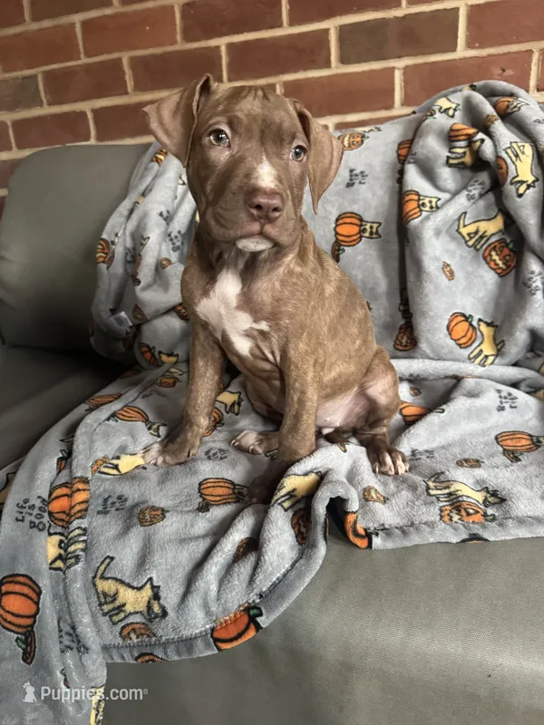 Cinnamon roll – American Pit Bull Terrier puppy for sale in Hanover, PA