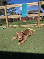 Pork, a male American Bully for sale in Hanover, PA – 3 of 6