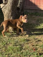 Toasty, a female American Bully for sale in Hanover, PA – 3 of 6