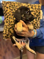 Puppy boy1, a male German Shepherd Dog and Cane Corso for sale in Hanover, PA – 2 of 5