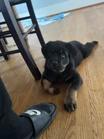 Stella, a female Rottweiler for sale in Hanover, PA – 4 of 7