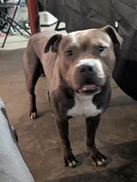 Blue Bella, a female American Pit Bull Terrier for sale in Hanover, PA – 8 of 10