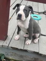 Blue-Banks, a male American Pit Bull Terrier for sale in Hanover, PA – 5 of 10