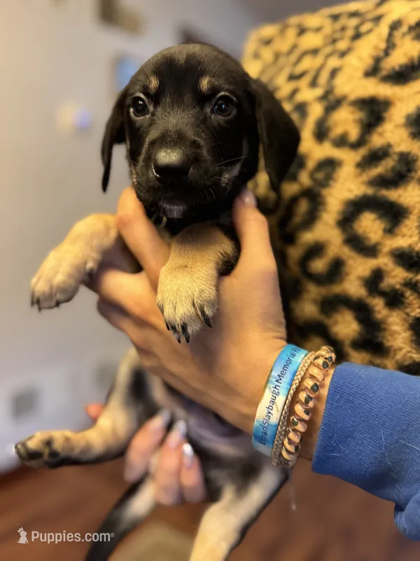 Puppy boy1 – German Shepherd Dog, Cane Corso puppy for sale in Hanover, PA