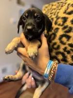 Puppy boy1, a male German Shepherd Dog and Cane Corso for sale in Hanover, PA – 1 of 5