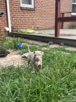 Vito, a male American Pit Bull Terrier for sale in Hanover, PA – 2 of 9