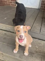 Kona, a female American Bully for sale in Hanover, PA – 1 of 10