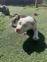 Mochi, a female American Bully for sale in Hanover, PA – 6 of 7