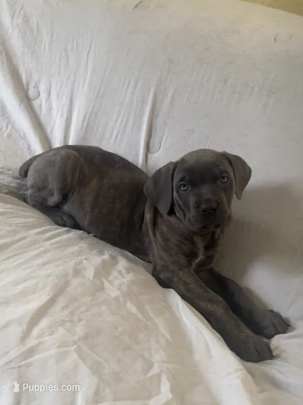 Prima – Cane Corso puppy for sale in Hanover, PA