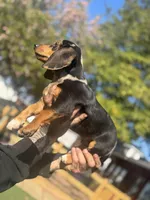Oreo dasher, a male Beagle and Dachshund for sale in Hanover, PA – Photo 5 of 8