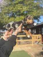 Oreo dasher, a male Beagle and Dachshund for sale in Hanover, PA – Photo 4 of 8