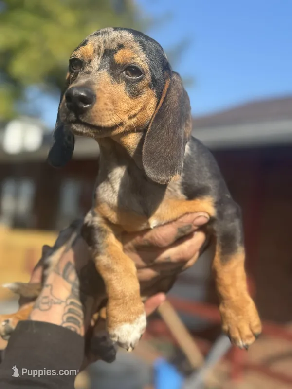 Oreo dasher – Beagle, Dachshund puppy for sale in Hanover, PA