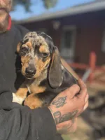 Oreo dasher, a male Beagle and Dachshund for sale in Hanover, PA – Photo 6 of 8
