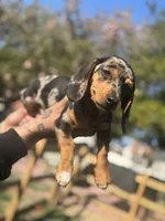 Oreo dasher, a male Beagle and Dachshund for sale in Hanover, PA – Photo 3 of 8
