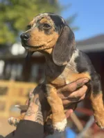 Oreo dasher, a male Beagle and Dachshund for sale in Hanover, PA – Photo 2 of 8