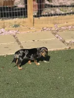 Oreo dasher, a male Beagle and Dachshund for sale in Hanover, PA – Photo 8 of 8