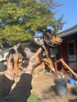 Oreo dasher, a male Beagle and Dachshund for sale in Hanover, PA – Photo 7 of 8
