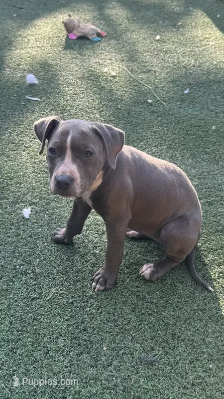 Blue Bella – American Pit Bull Terrier puppy for sale in Hanover, PA