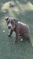 Blue Bella, a female American Pit Bull Terrier for sale in Hanover, PA – 1 of 10