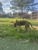 Hudson, a male German Shepherd Dog for sale in Hanover, PA – 3 of 9