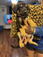Puppy2, a male German Shepherd Dog and Cane Corso for sale in Hanover, PA – 2 of 5