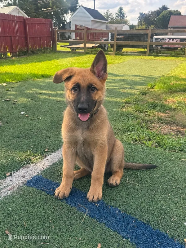 Hudson – German Shepherd Dog puppy for sale in Hanover, PA