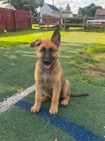 Hudson, a male German Shepherd Dog for sale in Hanover, PA – 1 of 9