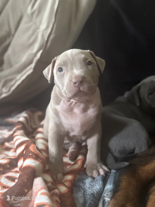 Vinny – American Pit Bull Terrier puppy for sale in Hanover, PA