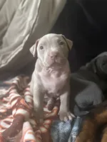 Vinny, a male American Pit Bull Terrier for sale in Hanover, PA – 1 of 8