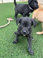 Freya, a female German Shepherd Dog and Cane Corso for sale in Hanover, PA – 3 of 7