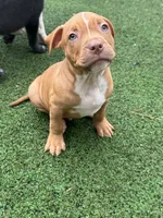 Bronx, a male American Bully and American Pit Bull Terrier for sale in Hanover, PA – 3 of 8