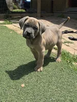 Hemmy, a female Cane Corso for sale in Hanover, PA – 5 of 10