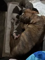 Blue Bella, a female American Pit Bull Terrier for sale in Hanover, PA – 10 of 10