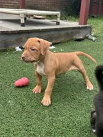 Bronx, a male American Bully and American Pit Bull Terrier for sale in Hanover, PA – 2 of 8