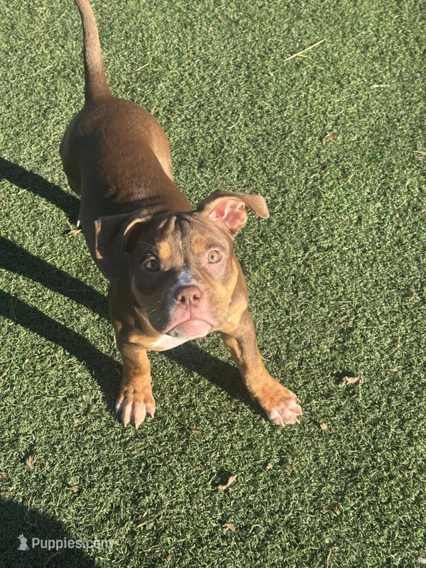 Toasty – American Bully puppy for sale in Hanover, PA