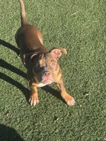 Toasty, a female American Bully for sale in Hanover, PA – 1 of 6