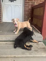 Kona, a female American Bully for sale in Hanover, PA – 8 of 10