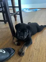 Stella, a female Rottweiler for sale in Hanover, PA – 3 of 7