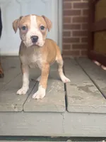 Pecan, a female American Pit Bull Terrier for sale in Hanover, PA – 5 of 8