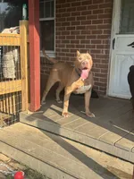 Bane, a male American Bully for sale in Hanover, PA – 3 of 10