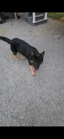 Hudson, a male German Shepherd Dog for sale in Hanover, PA – 9 of 9