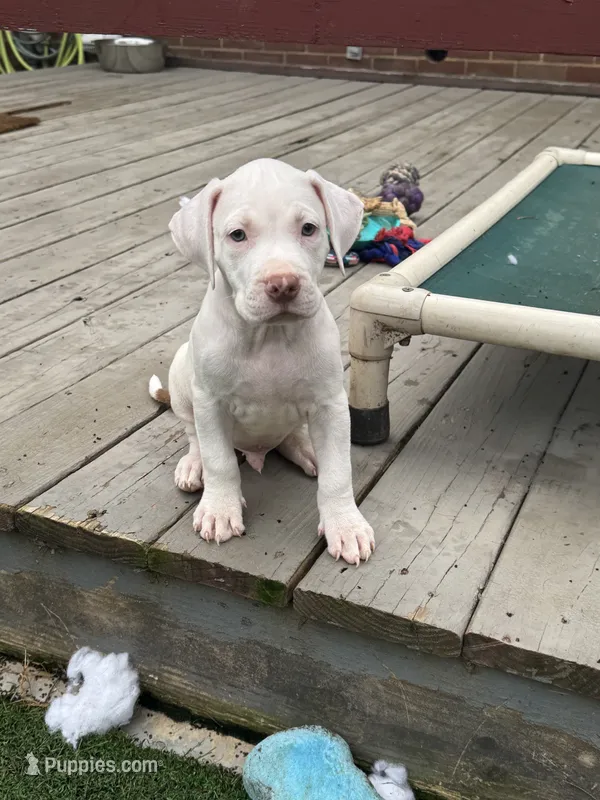 Titan – American Bully, American Pit Bull Terrier puppy for sale in Hanover, PA