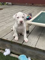 Titan, a male American Bully and American Pit Bull Terrier for sale in Hanover, PA – 1 of 7