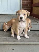 Pumpkin, a female American Pit Bull Terrier for sale in Hanover, PA – 1 of 6