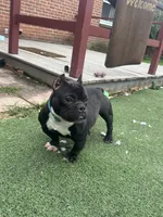 Biggie, a male American Bully for sale in Hanover, PA – 2 of 9