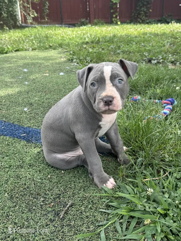 Lilly – American Bully, American Pit Bull Terrier puppy for sale in Hanover, PA